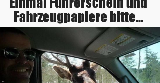 Einmal Führerschein und Fahrzeugpapiere bitte... Lustige Bilder