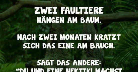 Zwei Faultiere Hangen Im Baum Lustige Bilder Spruche Witze Echt Lustig