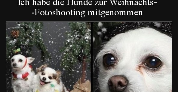 Ich habe die Hunde zur Weihnachts-Fotoshooting.. | Lustige Bilder