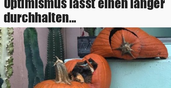 Optimismus lässt einen länger durchhalten... - DEBESTE.de