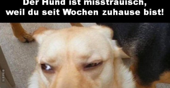 Der Hund ist misstrauisch, weil du seit Wochen zuhause.. Lustige