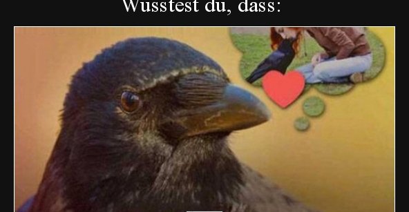 Wusstest du, dass: Raben sich Menschengesichter merken.. | Lustige ...