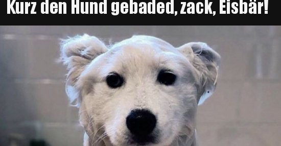 30+ Sprueche lustig neu kurz , Kurz den Hund gebaded, zack, Eisbär!.. Lustige Bilder, Sprüche, Witze, echt lustig