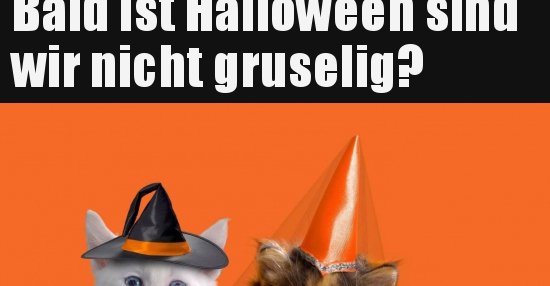 47++ Halloween lustige bilder und sprueche ideas