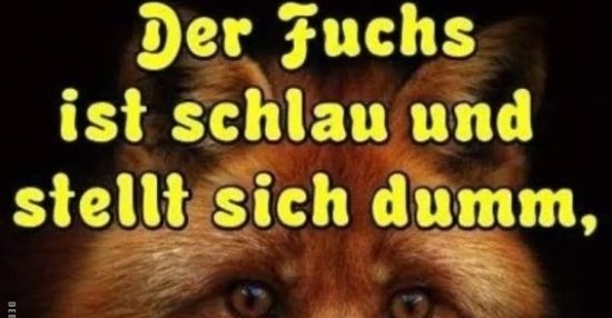 Der Fuchs ist schlau und stellt sich dumm.. Lustige Bilder, Sprüche