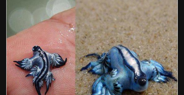 30++ Lustige frosch bilder mit sprueche , Glaucus atlanticus auch bekannt als der blaue Drache... Lustige Bilder, Sprüche, Witze, echt