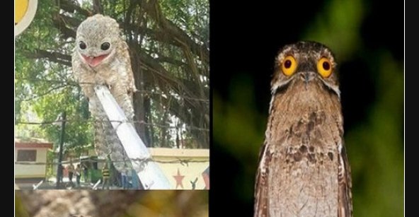 Meister der Transformation der Riesentagschläfer.. Lustige Bilder