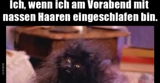 Ich Wenn Ich Am Vorabend Mit Nassen Haaren Eingeschlafen Bin Lustige Bilder Spruche Witze Echt Lustig