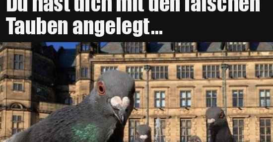 Du hast dich mit den falschen Tauben angelegt... Lustige Bilder