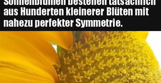 34++ Wahnsinn sprueche , Sonnenblumen bestehen tatsächlich aus Hunderten kleinerer.. Lustige Bilder, Sprüche, Witze