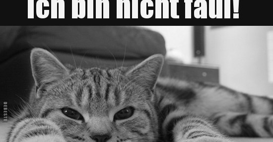 Ich bin nicht faul! Ich genieße nur das Nichtstun!.. Lustige Bilder