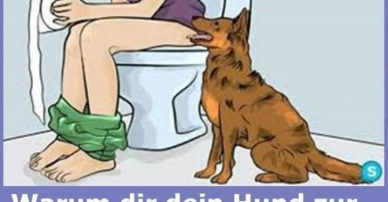 Warum dir dein Hund zur Toilette folgt.. Lustige Bilder, Sprüche