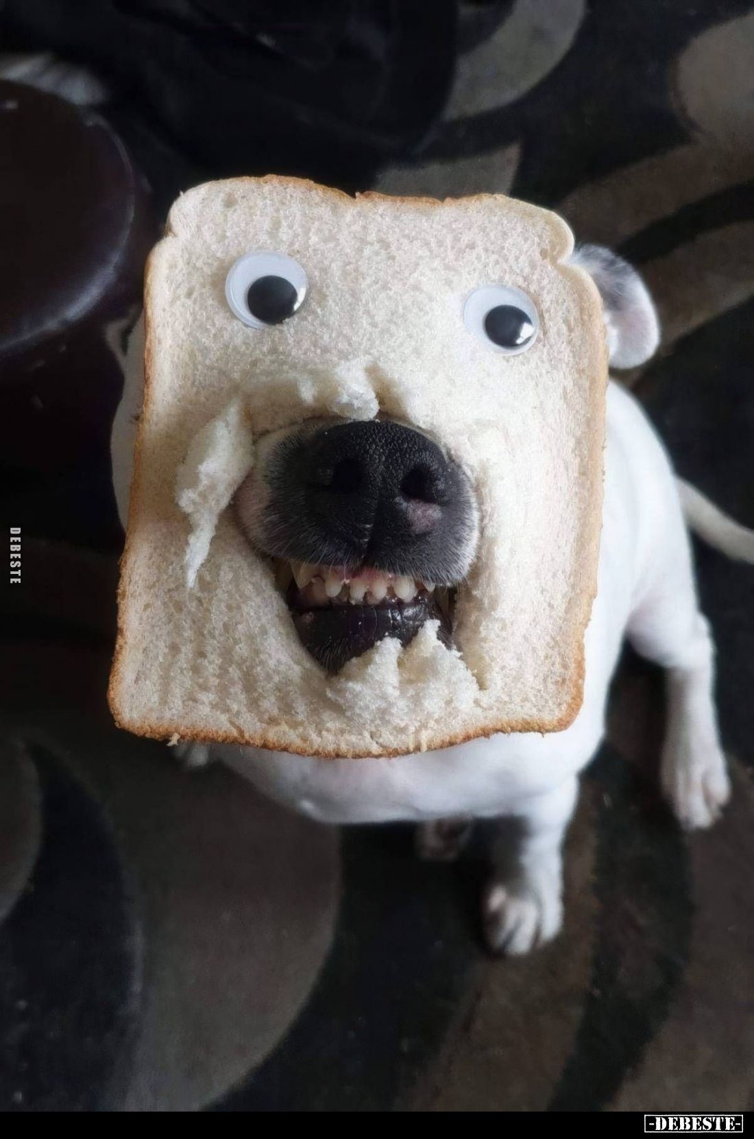 - Lustige Bilder | DEBESTE.de