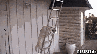  - Lustige Bilder | DEBESTE.de