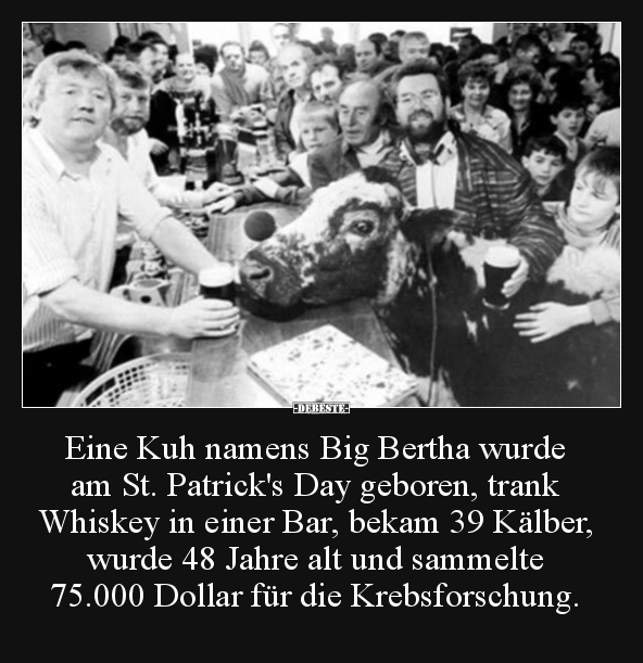 Eine Kuh namens Big Bertha wurde am St. Patrick's Day.. - Lustige Bilder | DEBESTE.de
