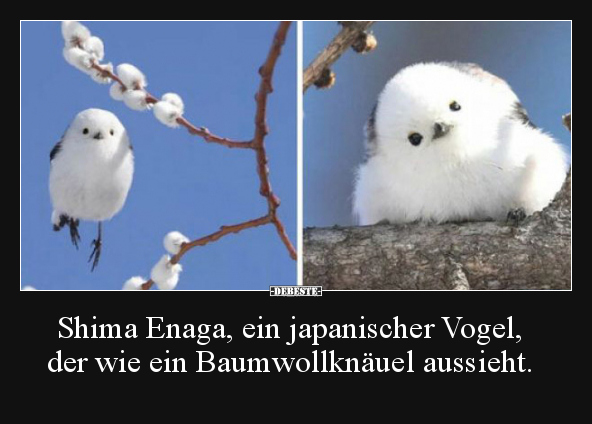 Shima Enaga, ein japanischer Vogel, der wie ein.. - Lustige Bilder | DEBESTE.de