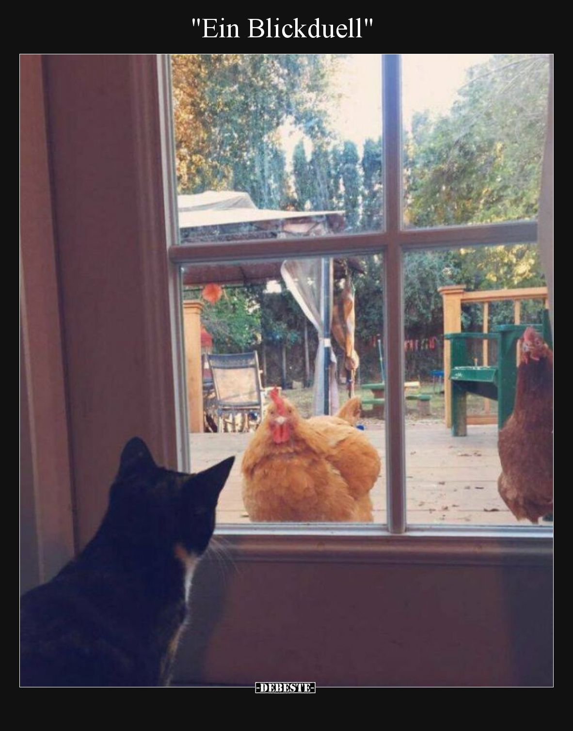 Ein Blickduell.