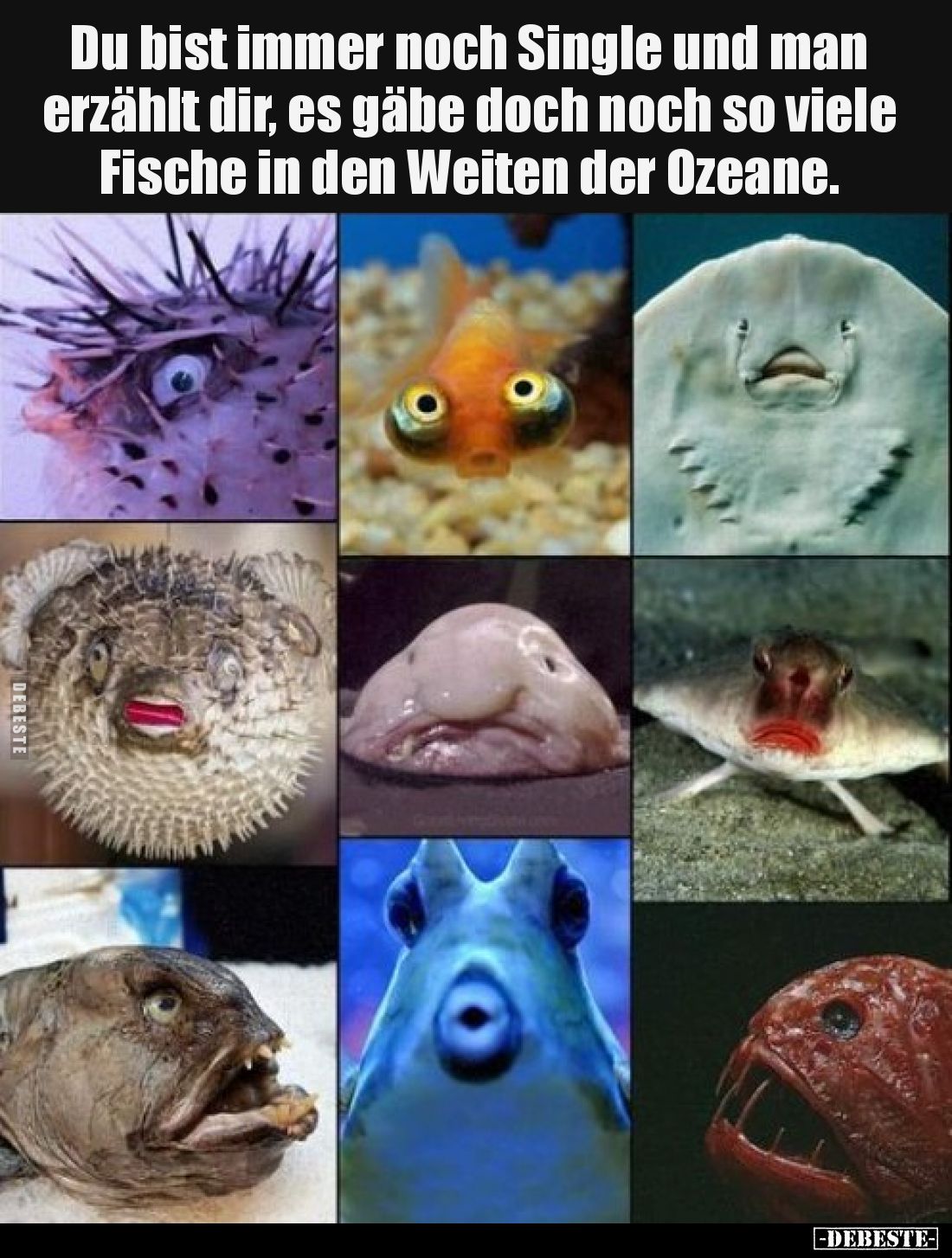 Du bist immer noch Single und man erzählt dir, es gäbe doch noch so viele Fische in den Weiten der Ozeane.
