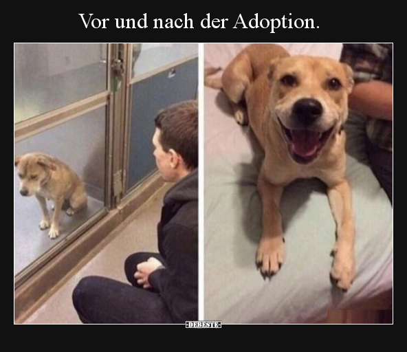 Vor und nach der Adoption... - Lustige Bilder | DEBESTE.de