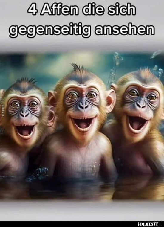 4 Affen die sich gegenseitig ansehen.. - Lustige Bilder | DEBESTE.de