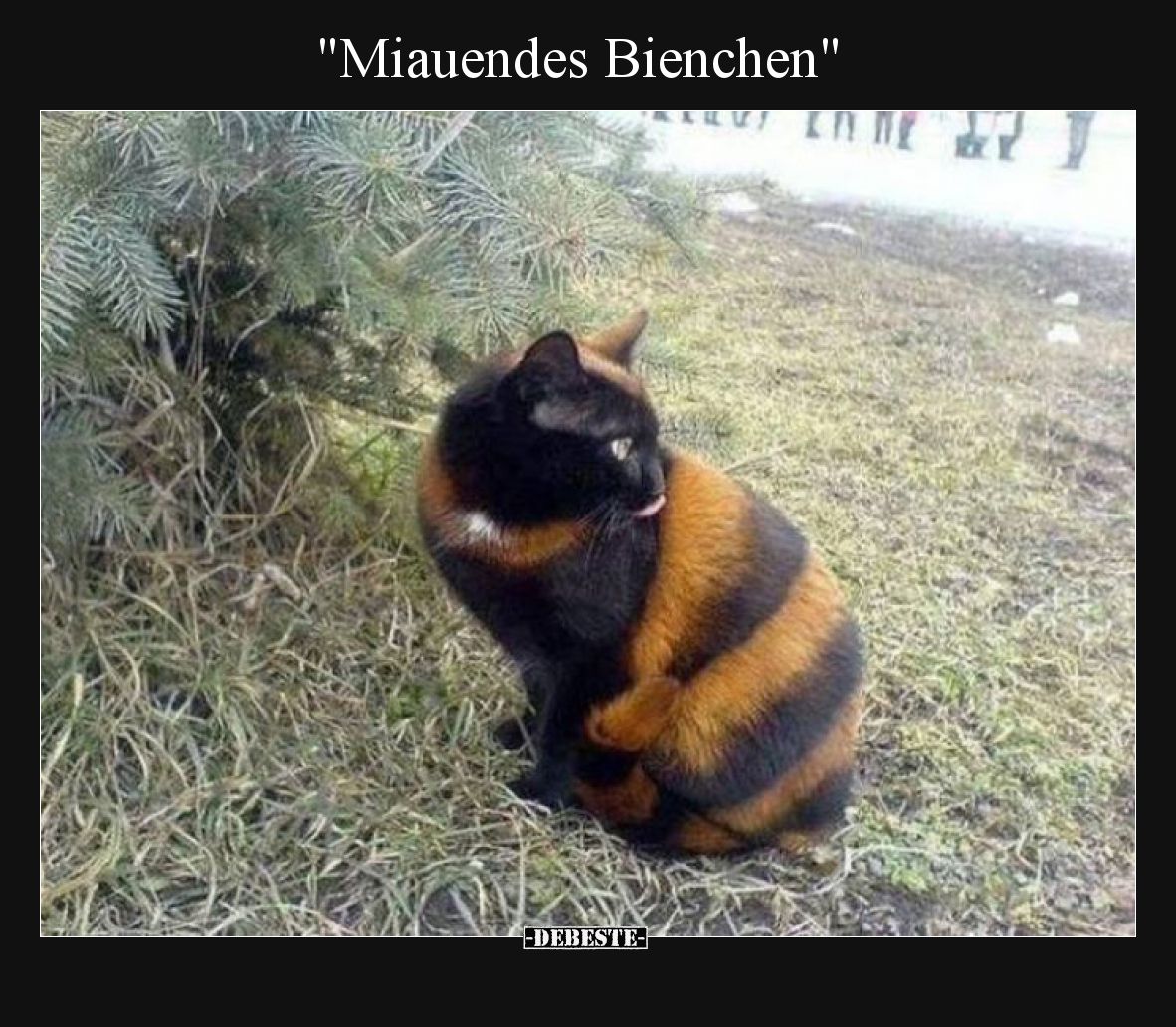 "Miauendes Bienchen"