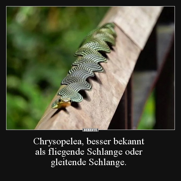 Chrysopelea, besser bekannt als fliegende Schlange oder.. - Lustige Bilder | DEBESTE.de