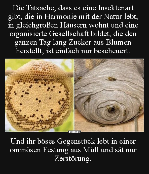 Die Tatsache, dass es eine Insektenart gibt, die in.. - Lustige Bilder | DEBESTE.de