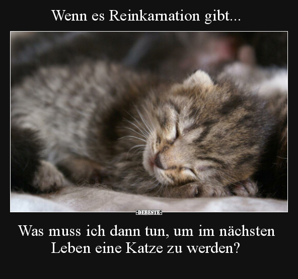 Wenn es Reinkarnation gibt.. - Lustige Bilder | DEBESTE.de