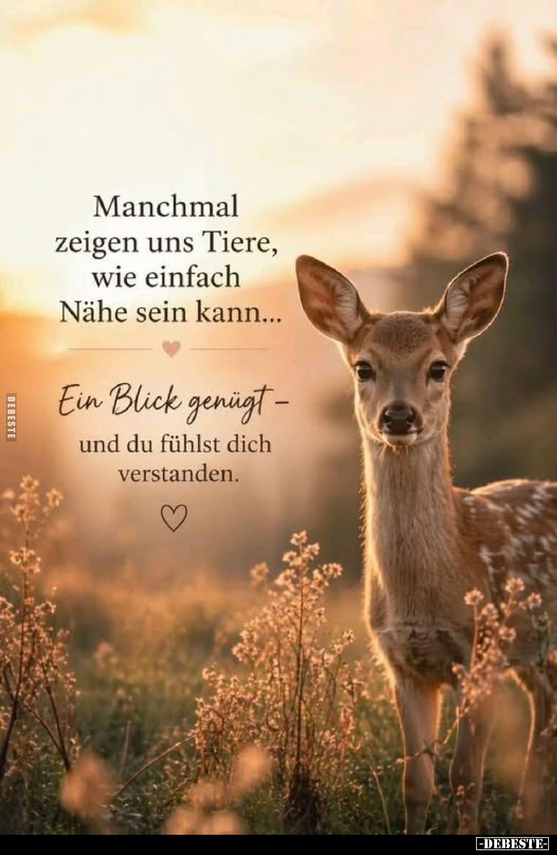 Manchmal zeigen uns Tiere, wie einfach Nähe sein kann...
Ein Blick genügt - und du fühlst dich verstanden.