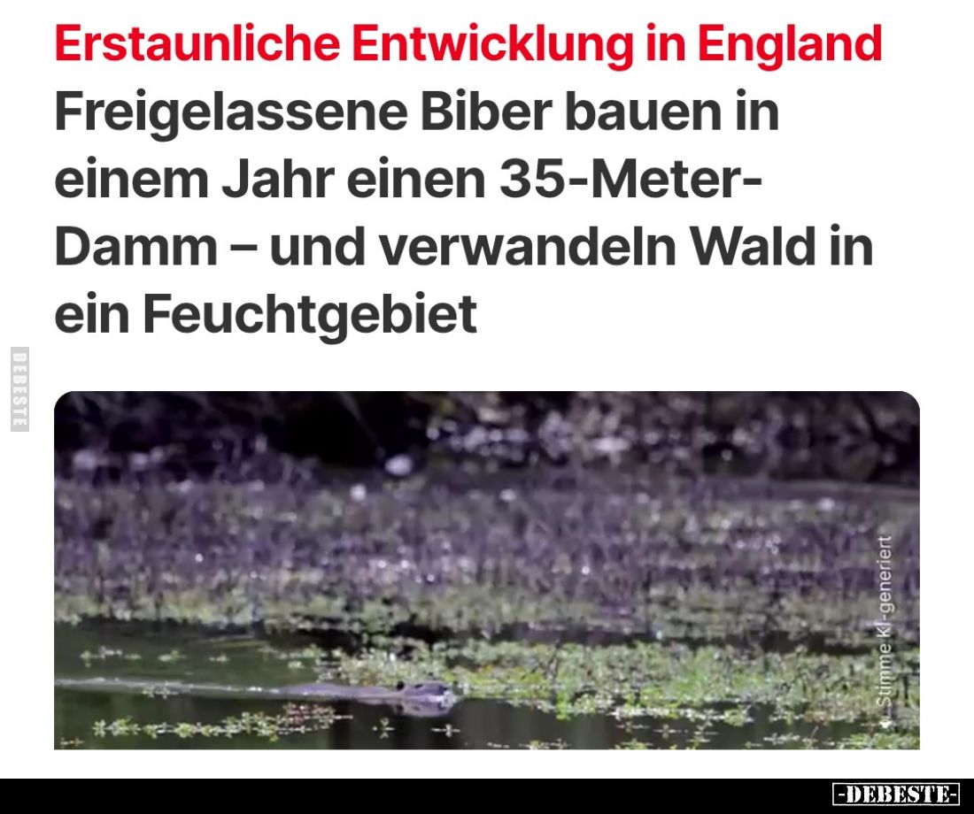 Erstaunliche Entwicklung in England
Freigelassene Biber bauen in einem Jahr einen 35-Meter-Damm – und verwandeln Wald in ein...