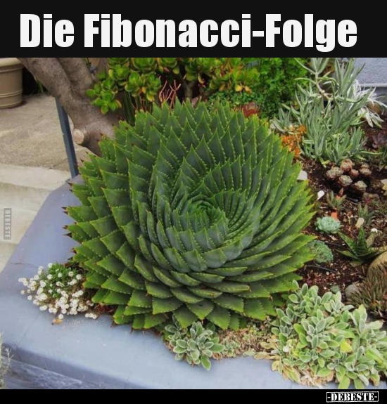 Die Fibonacci-Folge..
