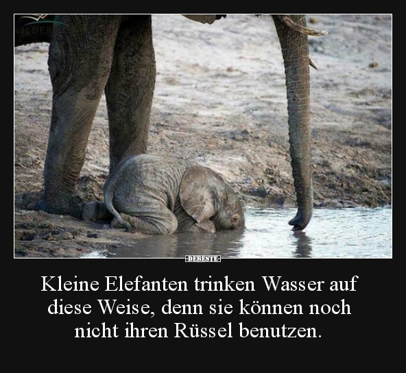 Kleine Elefanten trinken Wasser auf diese Weise, denn sie.. - Lustige Bilder | DEBESTE.de