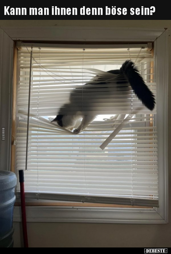 Kann man ihnen denn böse sein?..