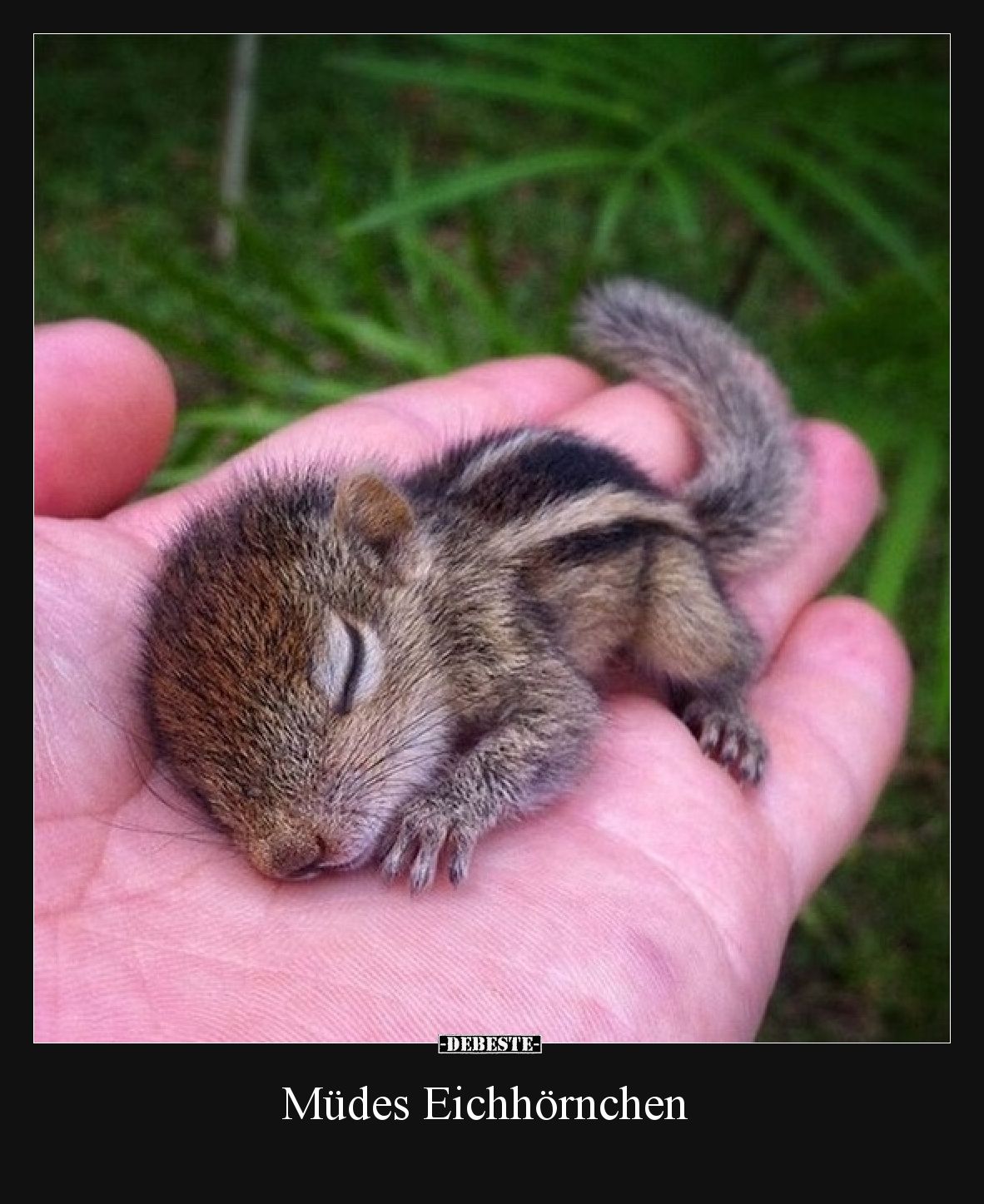 Müdes Eichhörnchen