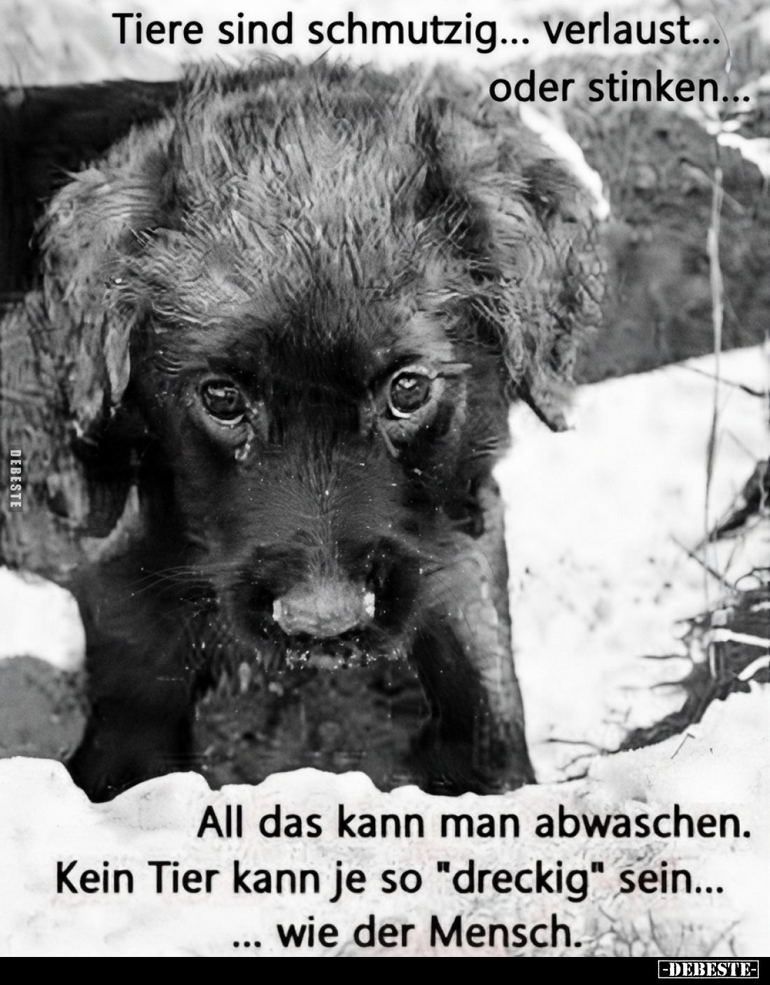Tiere sind schmutzig... verlaust... oder stinken...
All das kann man abwaschen. Kein Tier kann je so "dreckig" sei...