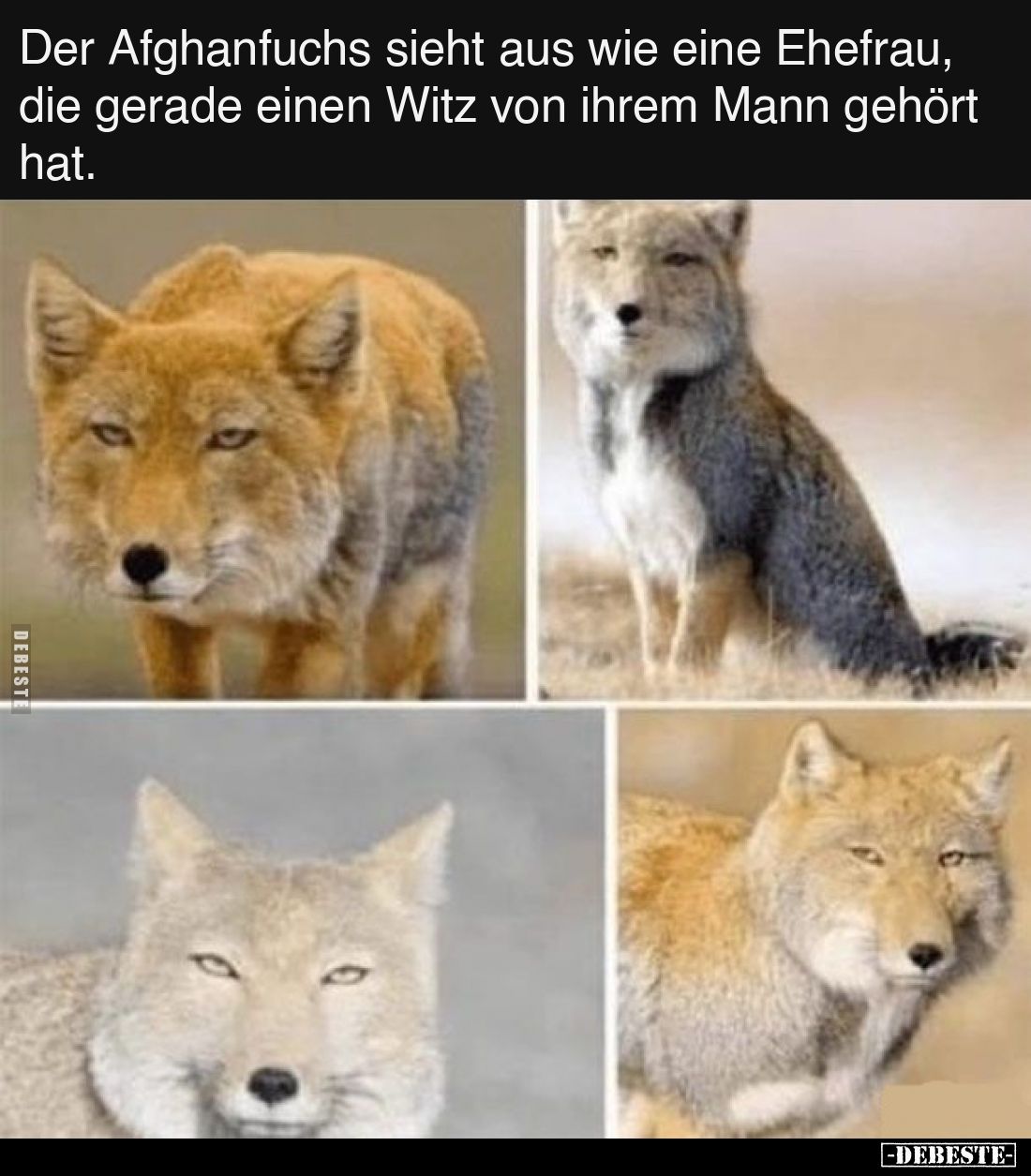 Der Afghanfuchs sieht aus wie eine Ehefrau, die gerade einen Witz von ihrem Mann gehört hat.