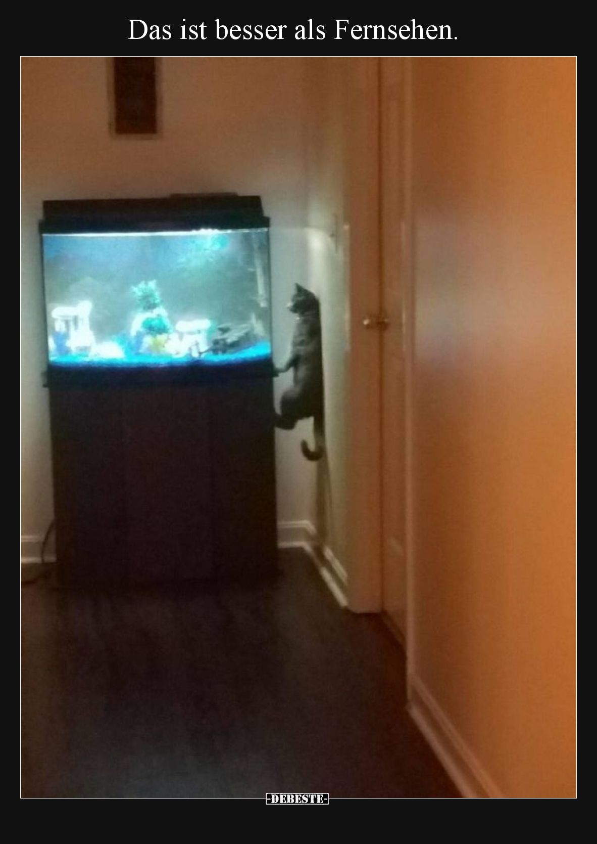 Das ist besser als Fernsehen.