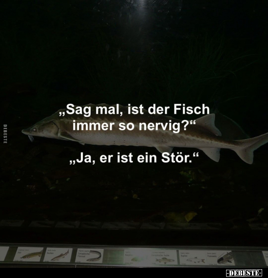 "Sag mal, ist der Fisch immer so nervig?"... - Lustige Bilder | DEBESTE.de