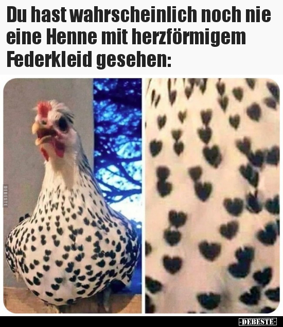 Du hast wahrscheinlich noch nie eine Henne mit herzförmigem.. - Lustige Bilder | DEBESTE.de