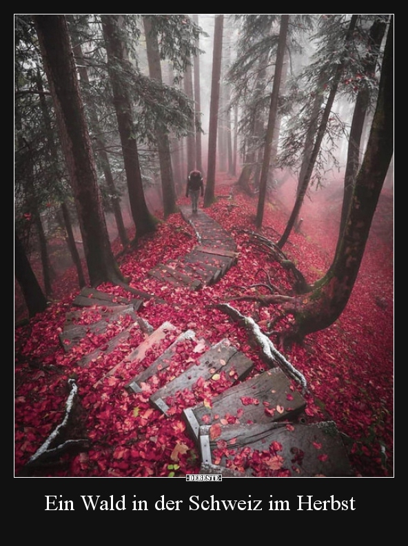 Ein Wald in der Schweiz im Herbst.. - Lustige Bilder | DEBESTE.de