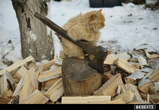  - Lustige Bilder | DEBESTE.de