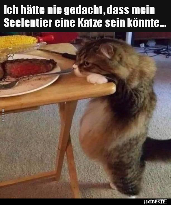 Ich hätte nie gedacht, dass mein Seelentier eine Katze sein.. - Lustige Bilder | DEBESTE.de