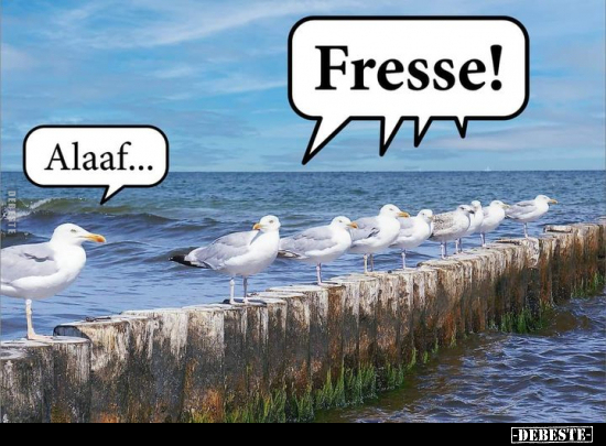 Fresse!.. - Lustige Bilder | DEBESTE.de