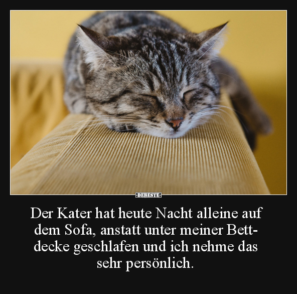 Der Kater hat heute Nacht alleine auf dem Sofa..