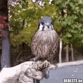  - Lustige Bilder | DEBESTE.de