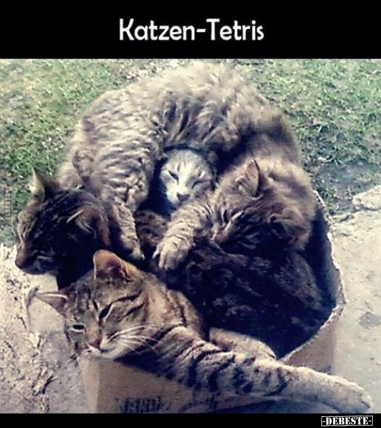 Katzen-Tetris.. - Lustige Bilder | DEBESTE.de