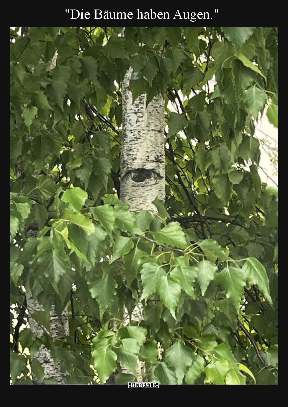 Die Bäume haben Augen.