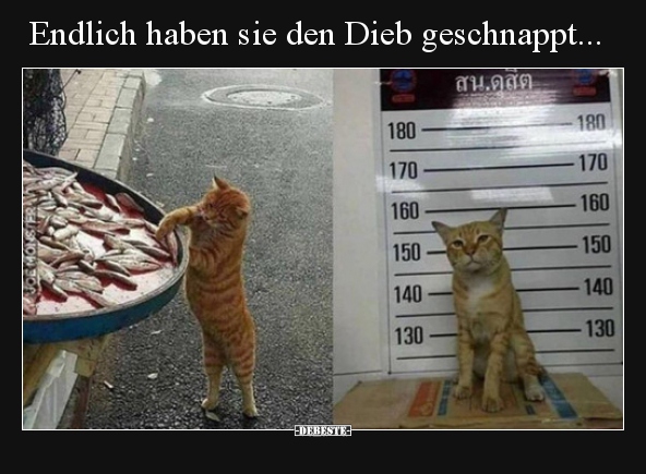 Endlich haben sie den Dieb geschnappt... - Lustige Bilder | DEBESTE.de