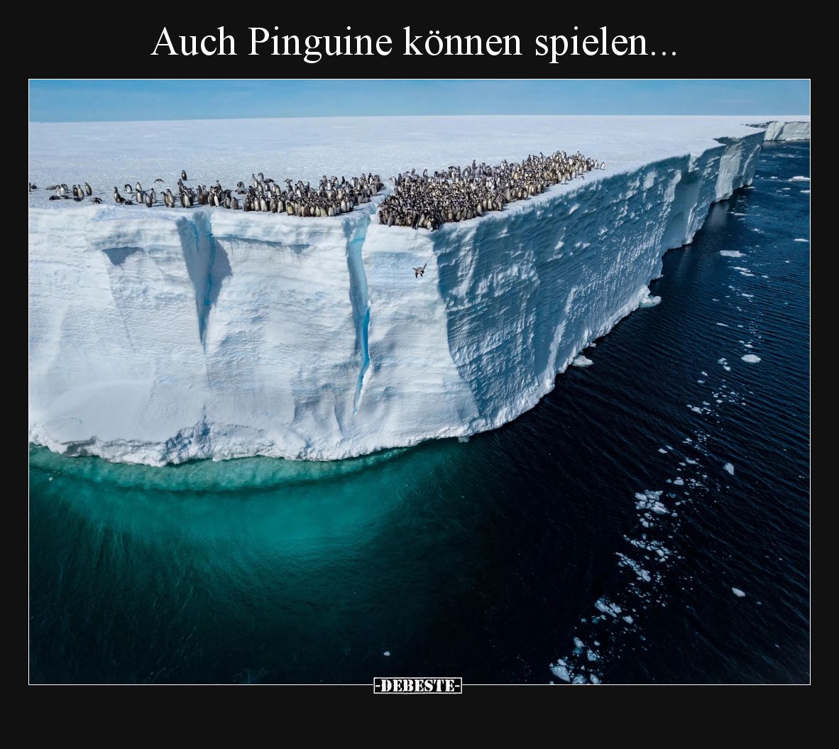 Auch Pinguine können spielen