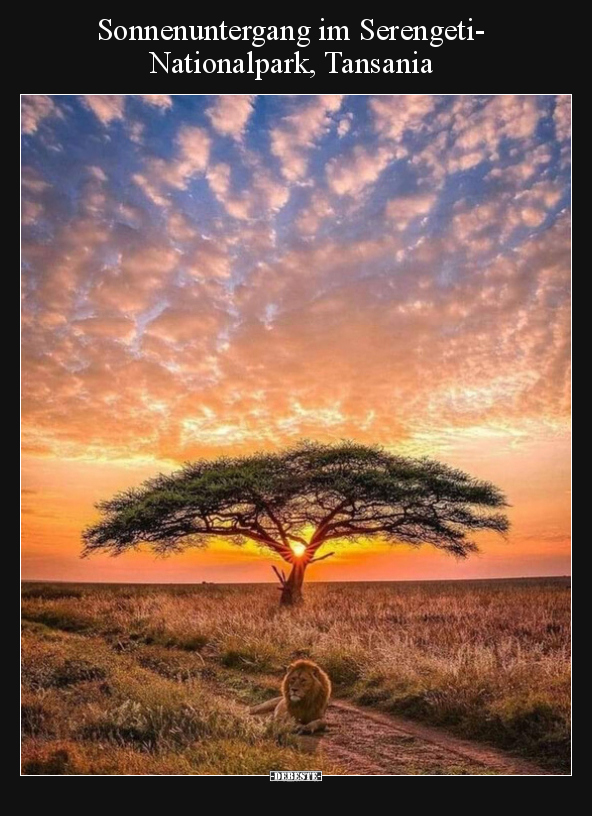 Sonnenuntergang im Serengeti- Nationalpark, Tansania.. - Lustige Bilder | DEBESTE.de